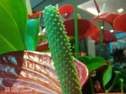 华为nova5i换屏教程,华为nova5ipro