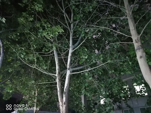 华为nova5i换屏教程,华为nova5ipro