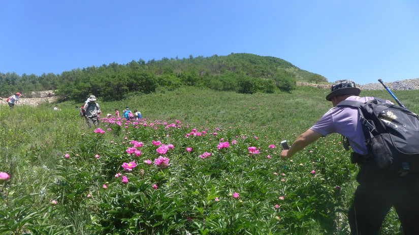 美丽芍药谷,云雾缭绕人间仙境芍药谷