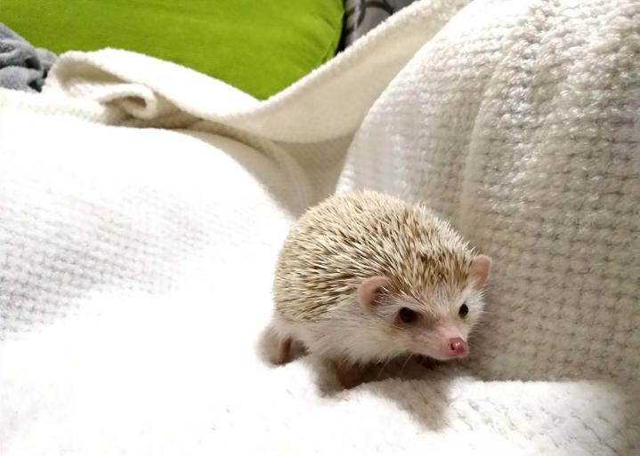 孝感金刺龟养殖视频曝光,合肥金龟刺猬养殖