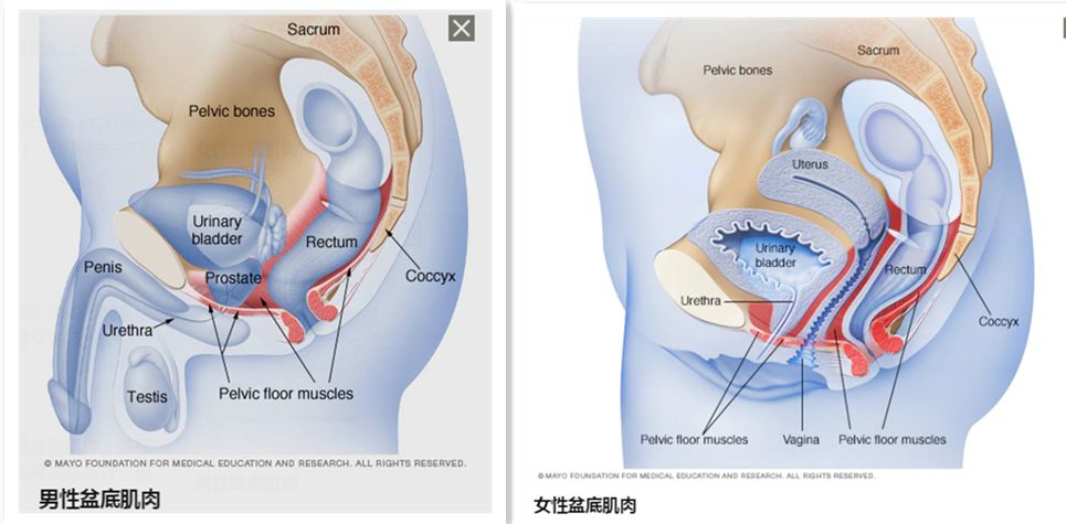 尿失禁治疗护理及预防知识,尿失禁自愈的最佳方法土法