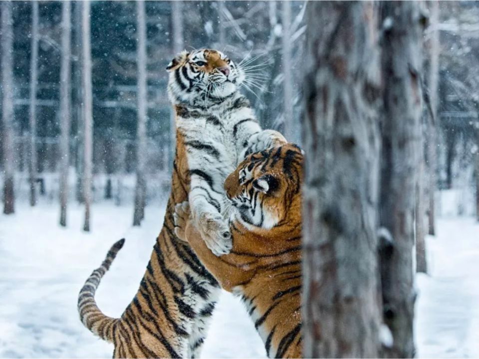 2.5浜垮勾鍚庣殑鍦扮悆鍙樺寲,涓滃寳鐏北鎬庝箞鍙樻垚绮粨