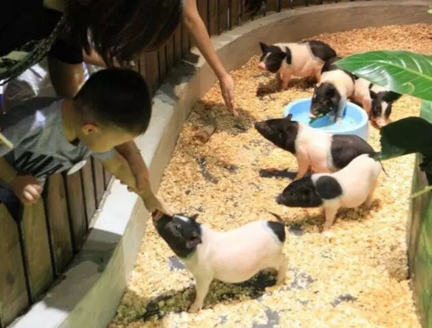 普通门票疯狂动物城,假期打卡疯狂动物城