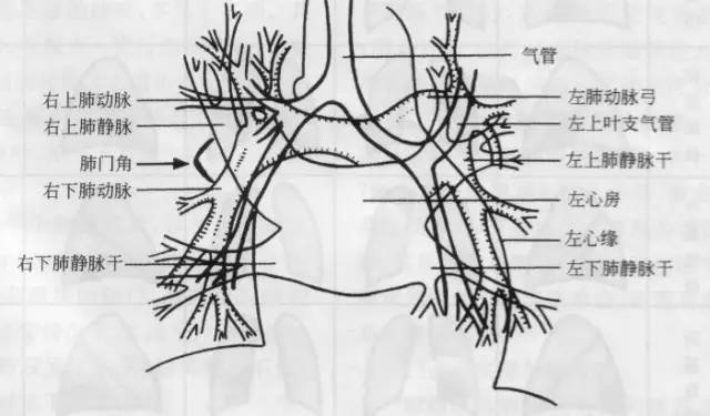 胸部ct解剖结构,胸部x线解读视频