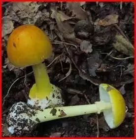 云南吃菌中毒分布图,云南吃菌中毒最新统计