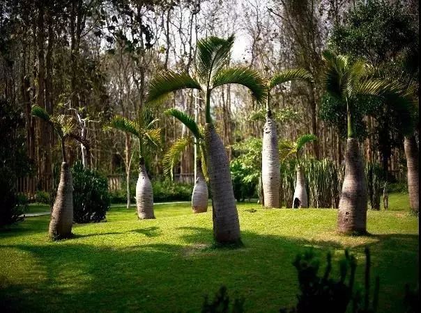 来西双版纳，做大自然的学生|雅居乐·西双林语夏令营开始报名啦