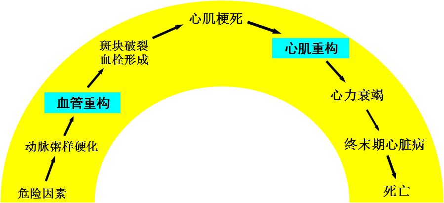 「2019CIHFC」张运教授:ADAM17—糖尿病性心肌病干预的新靶点