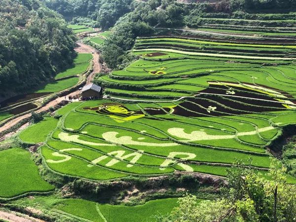 团结乡核桃箐五彩稻田,五彩田园捉鱼