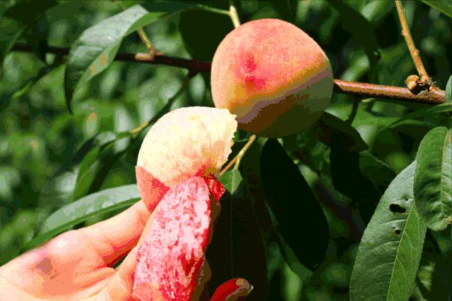 夏日的蜜桃诱惑，悄悄熟了