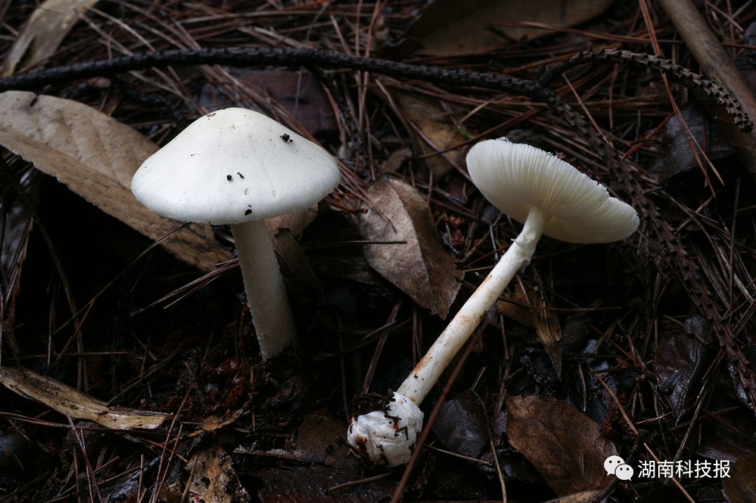 误食毒蘑菇的症状,误食毒蘑菇临床表现