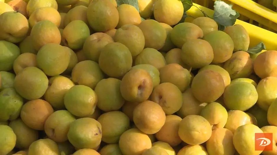 金蛋蛋,金蛋蛋盲袋