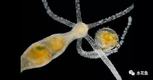 水中常见的藻类微生物图片,藏在水下的生物