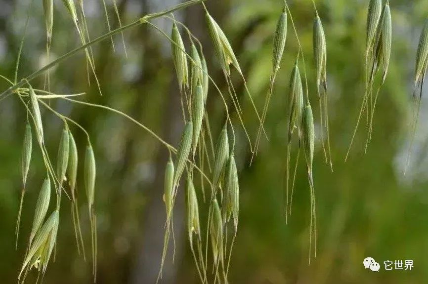 燕麦和燕麦片哪个降胆固醇好,燕麦和燕麦片区别在哪