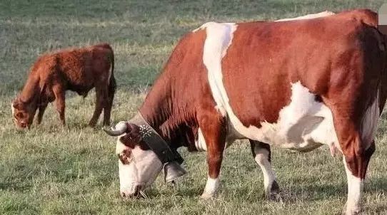 养牛和养羊和养猪哪个更赚钱,养猪与养牛养羊哪个更有前途