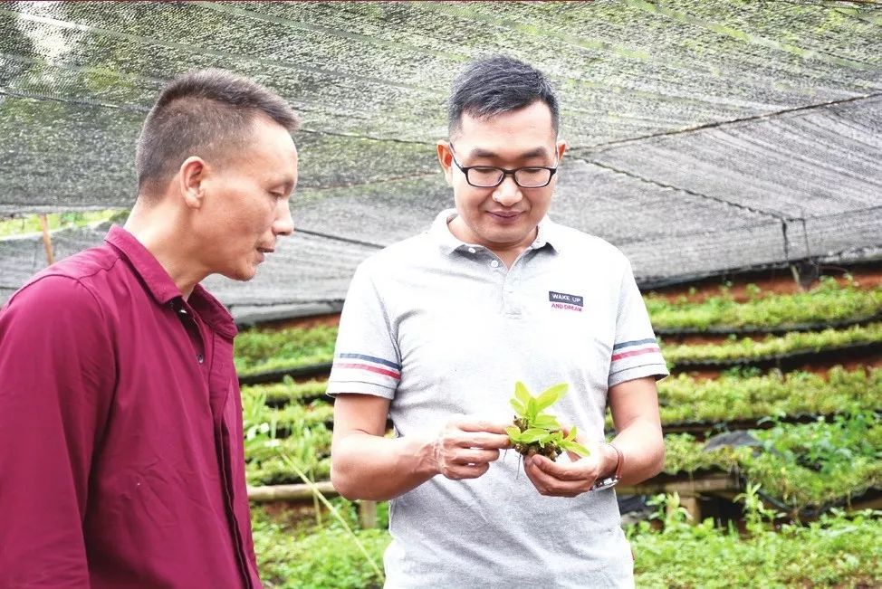 中智药业山楂破壁饮片,中智药业破壁饮片报价