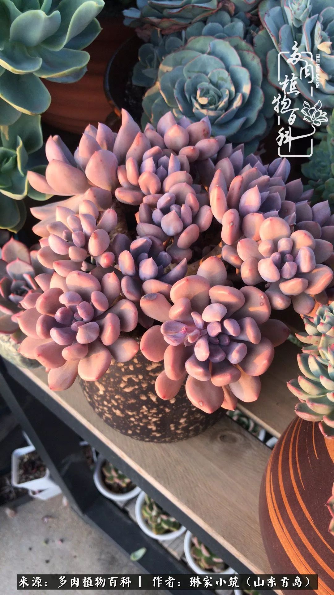 夏天已过一半你们的多肉还好吗,夏天已过半