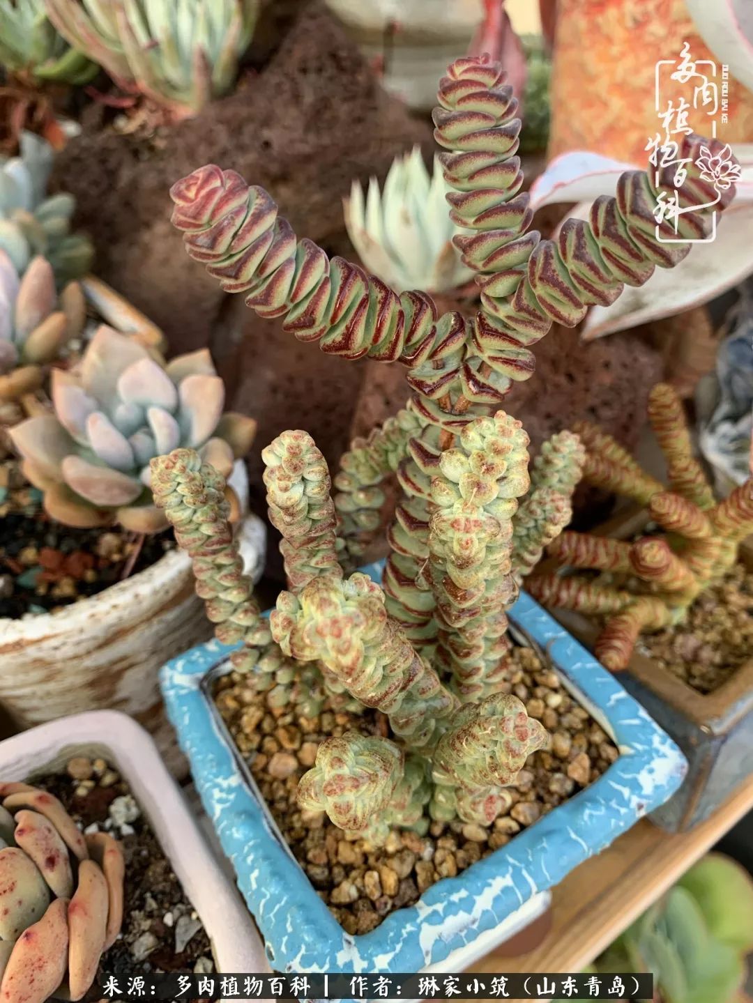 夏天已过一半你们的多肉还好吗,夏天已过半