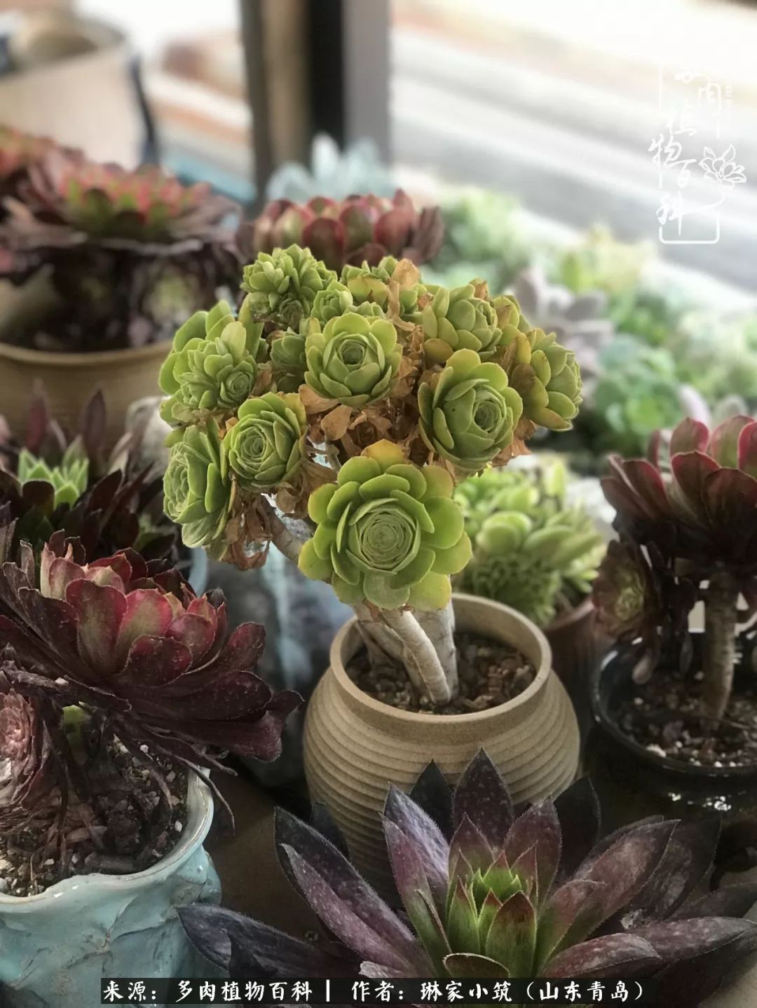 夏天已过一半你们的多肉还好吗,夏天已过半