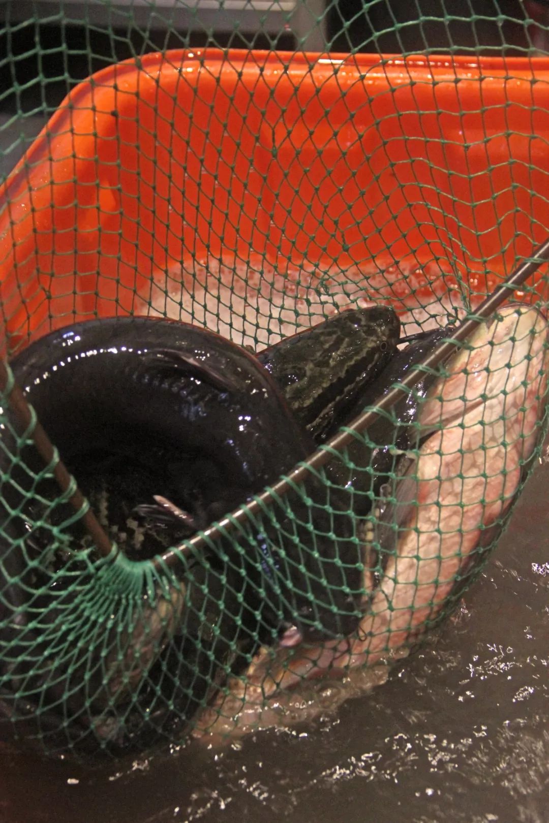 姝e畻宸濆懗鐑ら奔浼樻儬,绂忓窞宸濆懗鐑ら奔