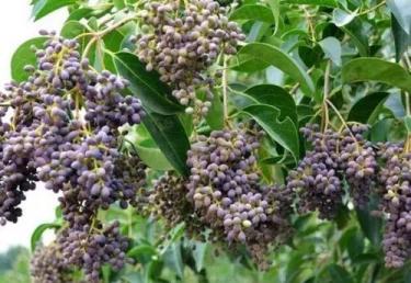 这一味药似是因爱而生为爱而终