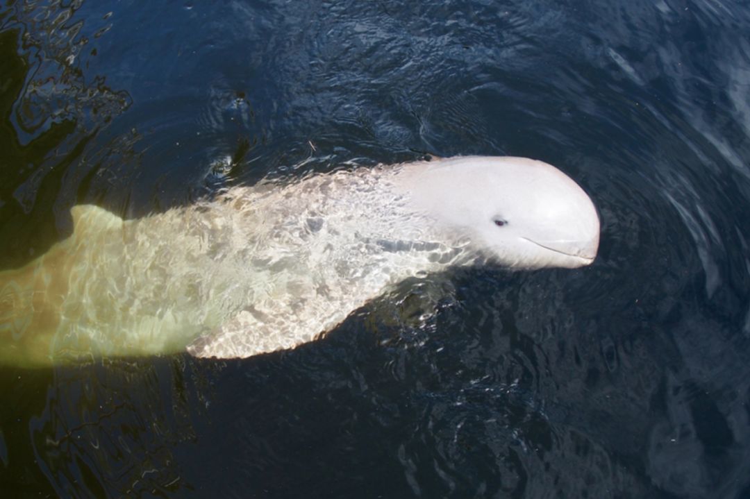 缅甸一日游经典攻略,缅甸旅游3-4天攻略最佳线路
