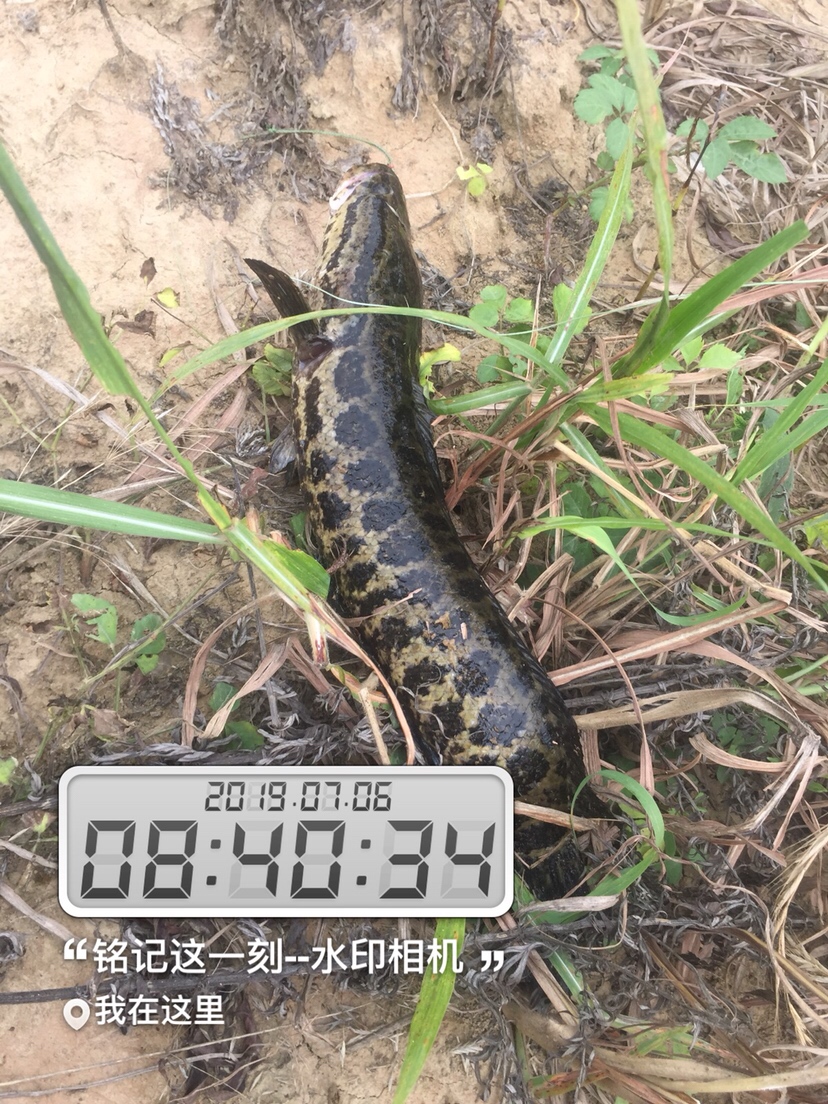 雷强2020年视频,2019雷强视频