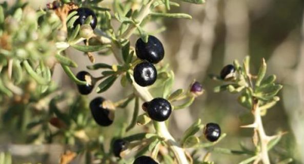 它被誉为什么,它被誉为养生圣品