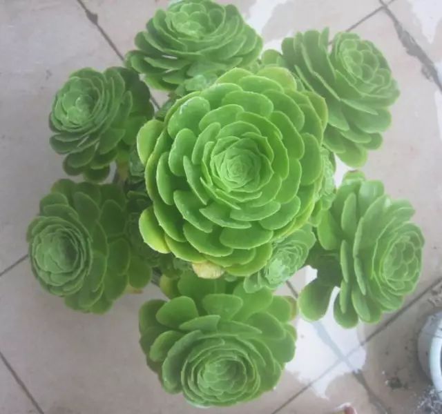 绿羊绒和香腹啥区别,绿羊绒是什么样的