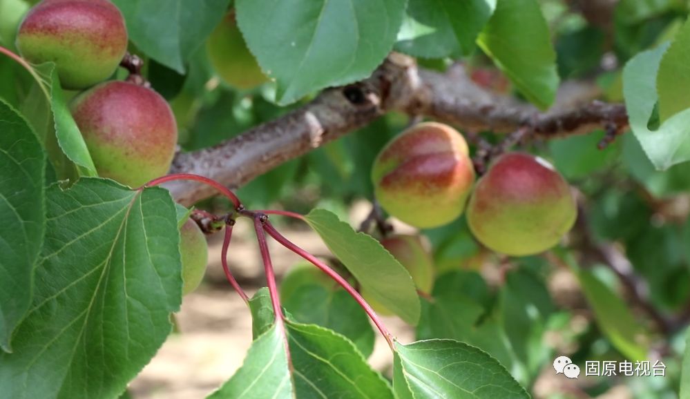 红梅杏的产地在哪里,红梅杏名字的由来