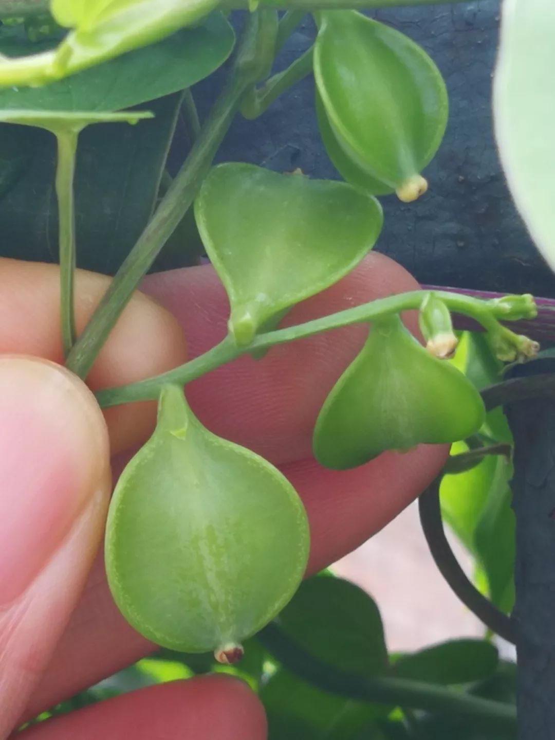 山药和山药豆的效果一样吗,吃山药豆有什么好处与坏处