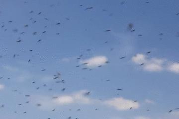 蚊子驱蚊音乐,蚊子灭蚊神曲