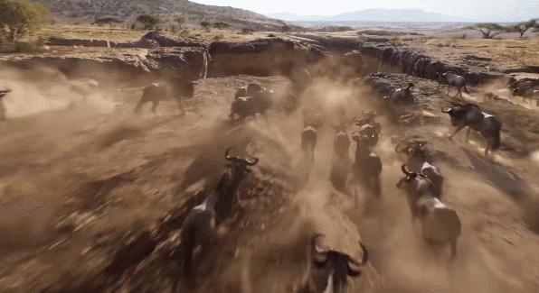 现实版狮子王比想象的更残酷,狮子王真狮版狮王之死