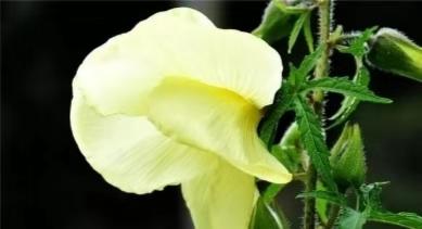 农民种的东西为什么卖得便宜,很珍贵的野果一颗可以卖到几千块