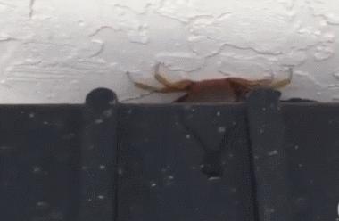 数百只螃蟹突然闯入家中,家中数百只螃蟹入侵