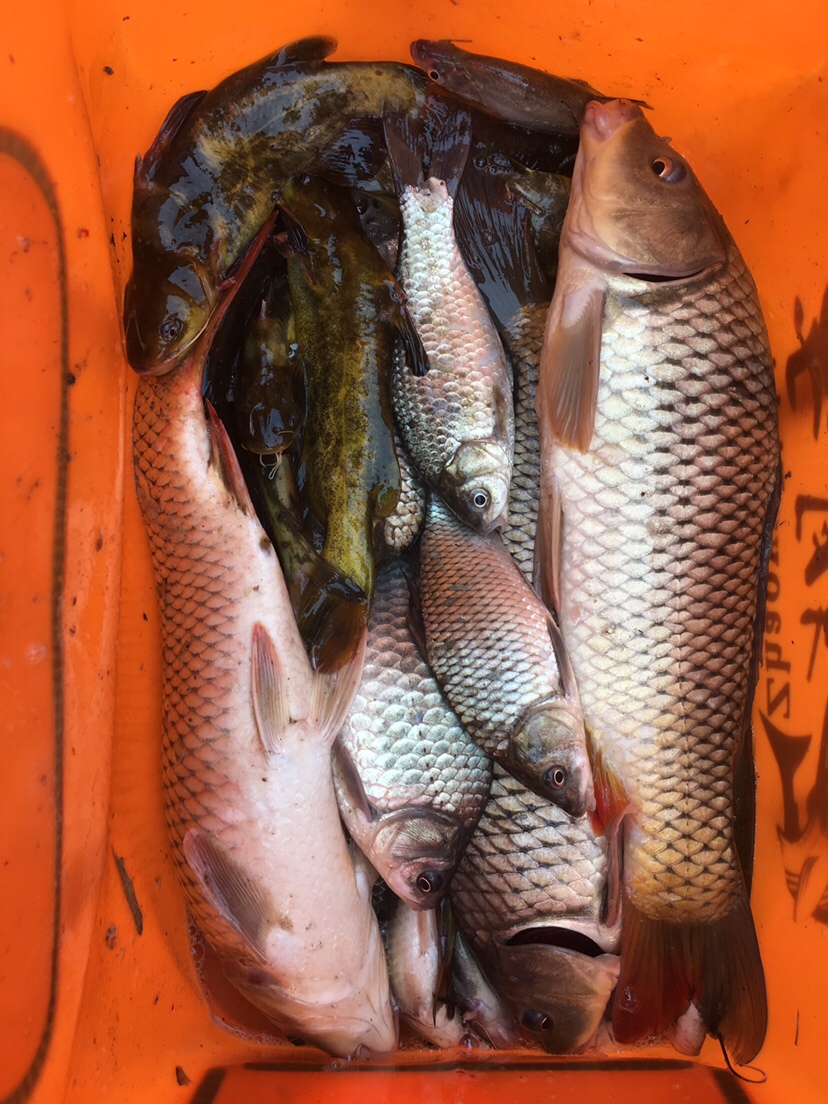 崇明钓昂刺,崇明岛野钓昂刺鱼