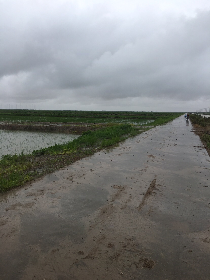 崇明钓昂刺,崇明岛野钓昂刺鱼