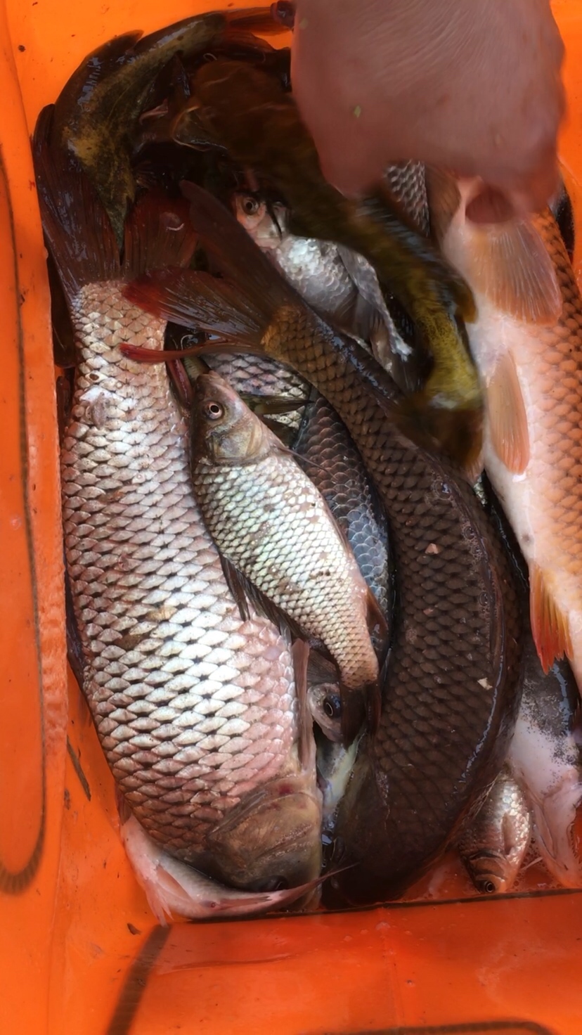 崇明钓昂刺,崇明岛野钓昂刺鱼