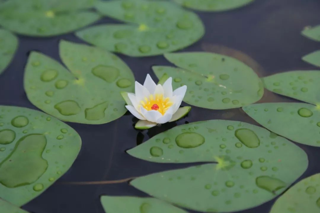 睡莲养护方法教程图解简易,睡莲养护技巧如何养护睡莲