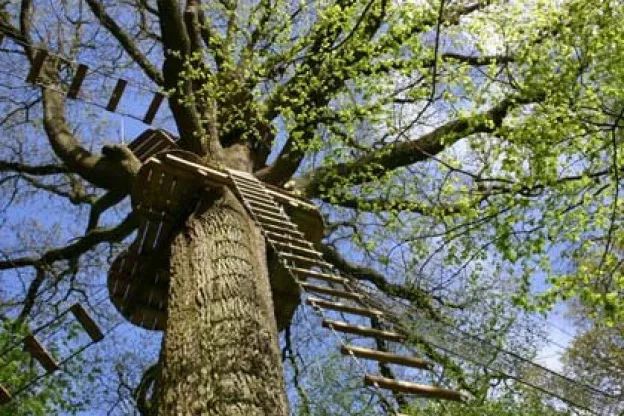 鏍戦《鎺㈤櫓鍏洯娓哥帺,鏍戦《鎺㈤櫓鍏洯娓哥帺鏀荤暐