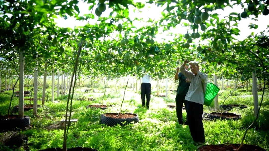宾川最出名的石榴,大理宾川石榴
