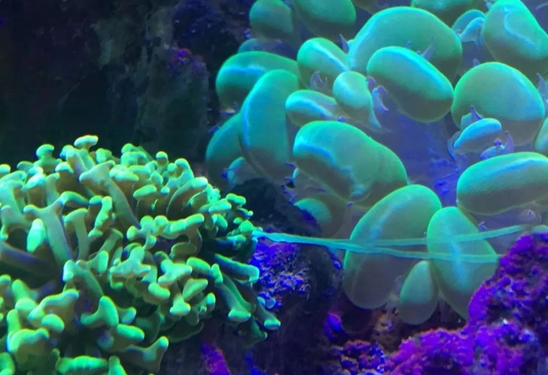 生死看淡不服就干古风打戏,生死看淡不服就干打一动物