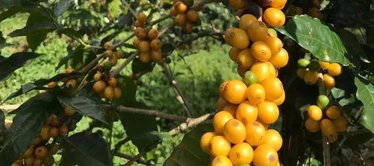 哥斯达黎加黑蜜咖啡,哥斯达黎加咖啡