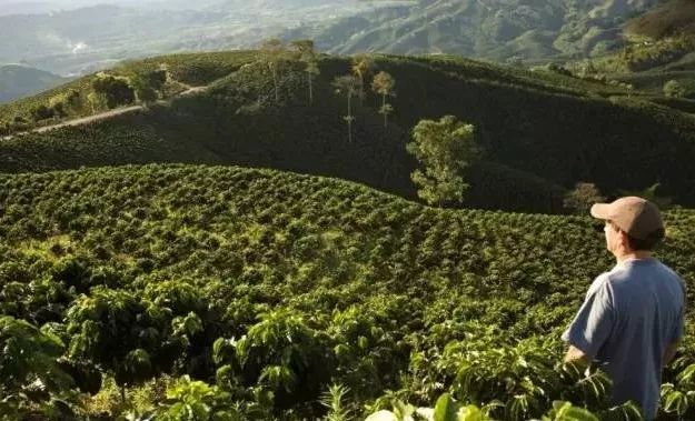 哥斯达黎加咖啡口感怎么样,哥斯达黎加阿拉比卡咖啡