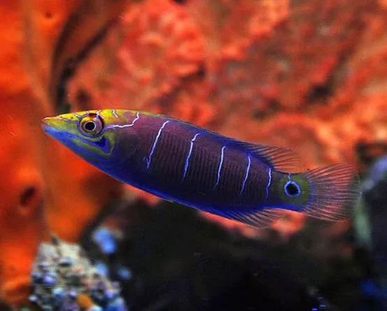 魟鱼混养黑名单,大型混养海缸