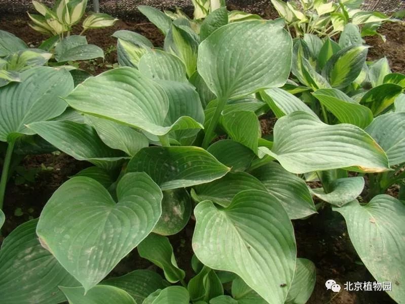 最耐寒的玉簪品种,北京植物园园艺