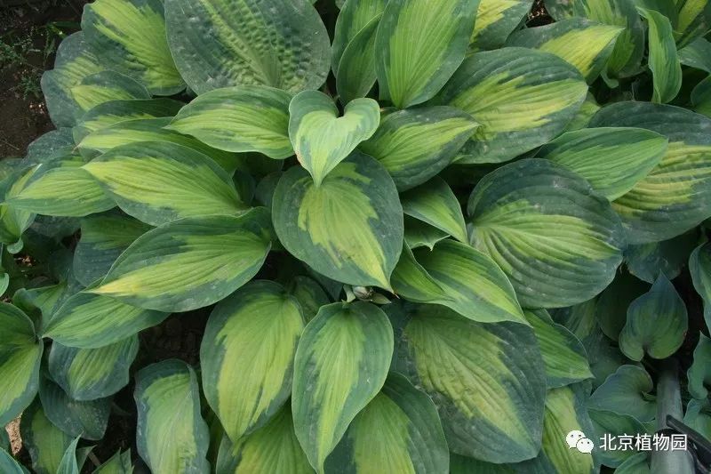 最耐寒的玉簪品种,北京植物园园艺