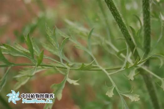 “沾花惹草”避毒必读