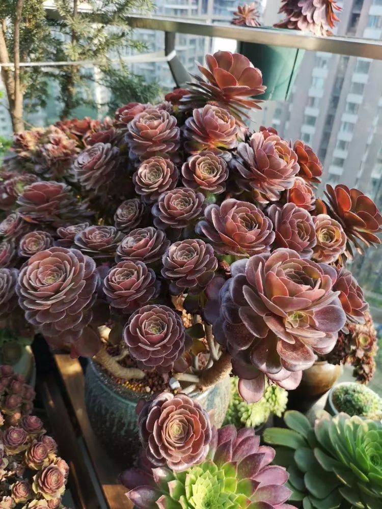 法师主根黑腐了怎么办,法师黑腐还能救活吗