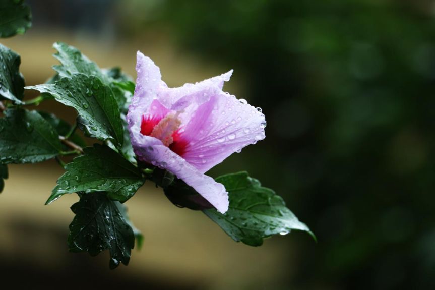 科普|七月最“火”园林树木排行榜