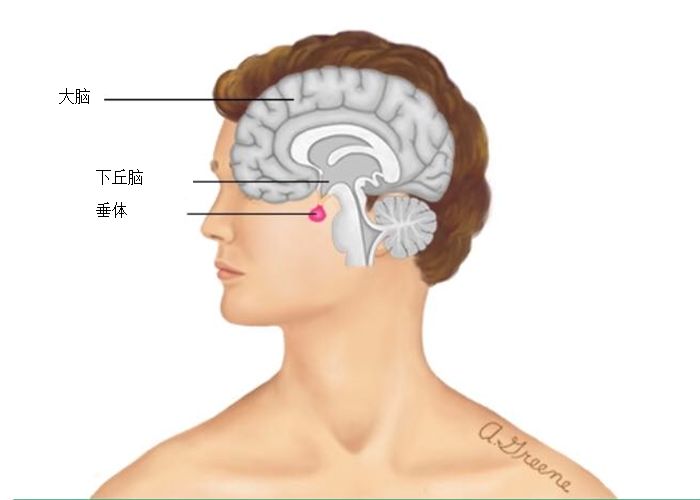 什么?!打嗝止不住是脑子有问题?